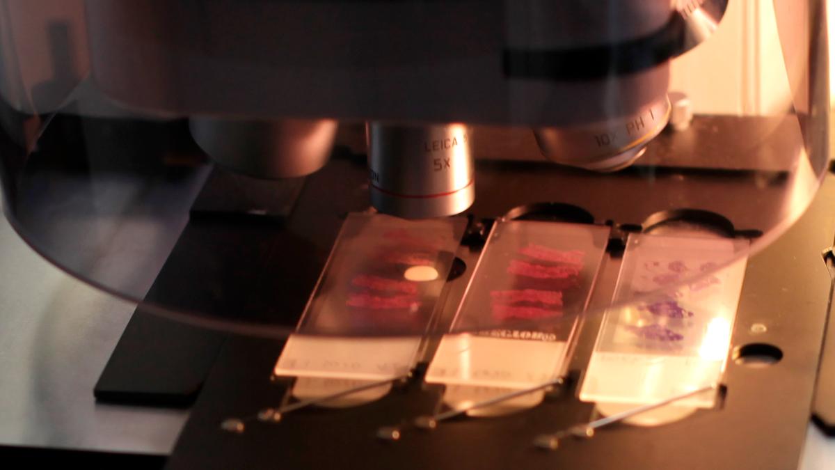 plataforma uat microscopi mostres