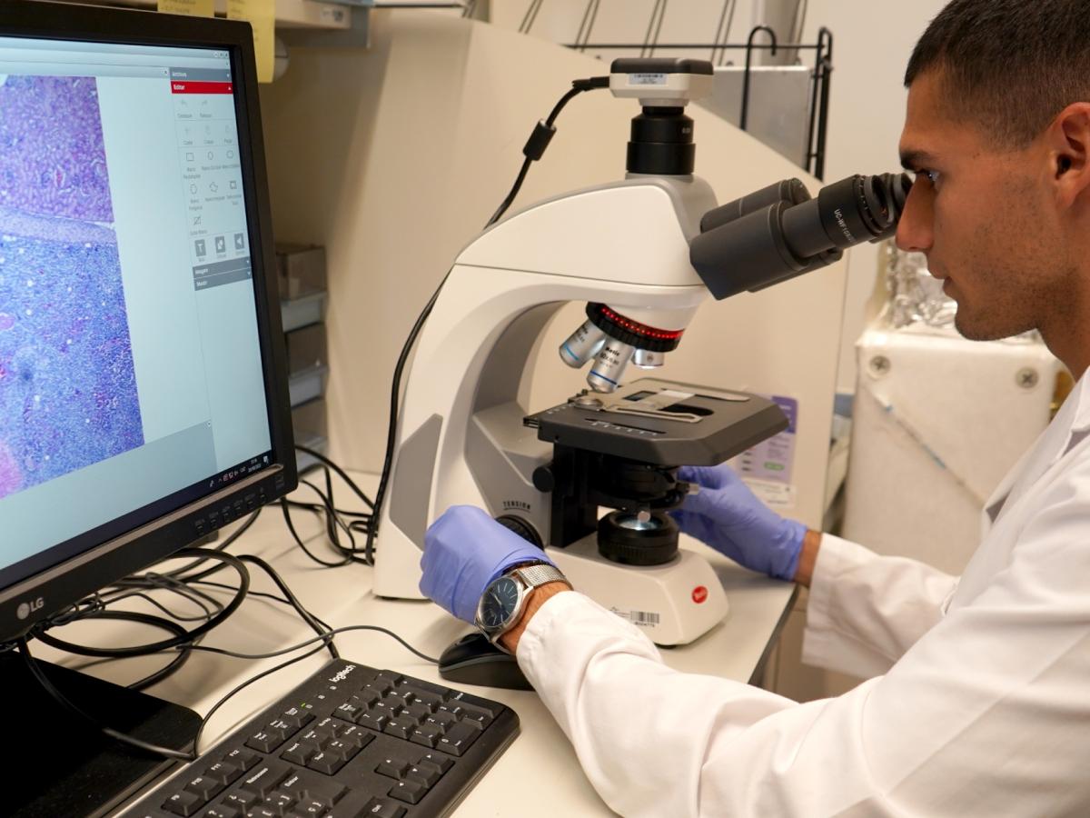 Investigador i microscopi