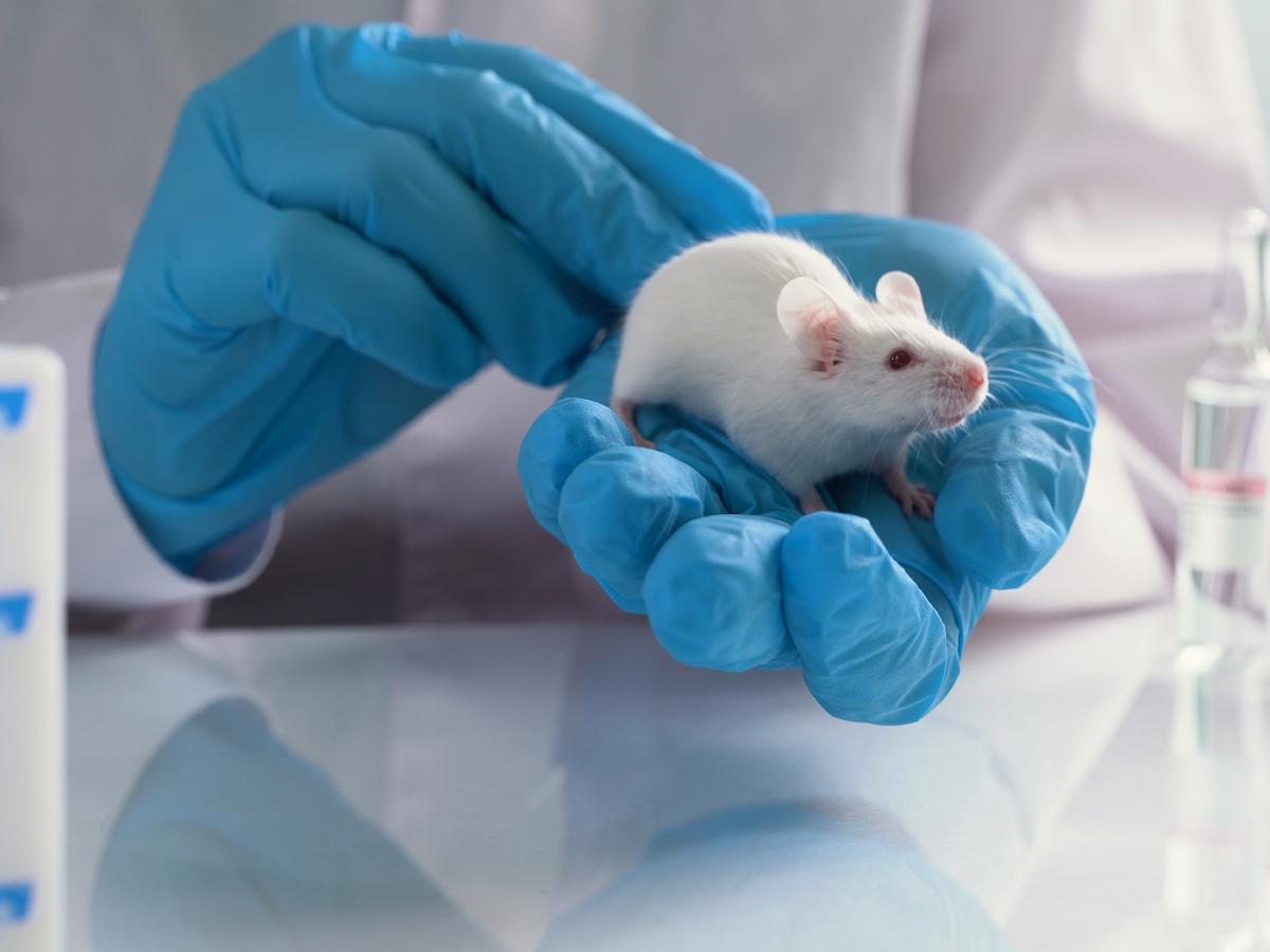 Recerca en laboratori