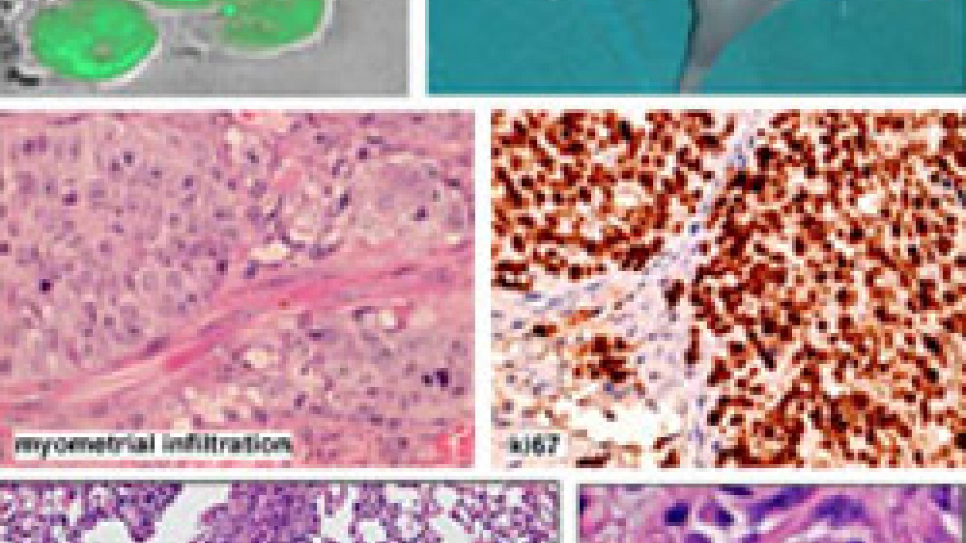 2011_0190_2011_0190_IMATGE