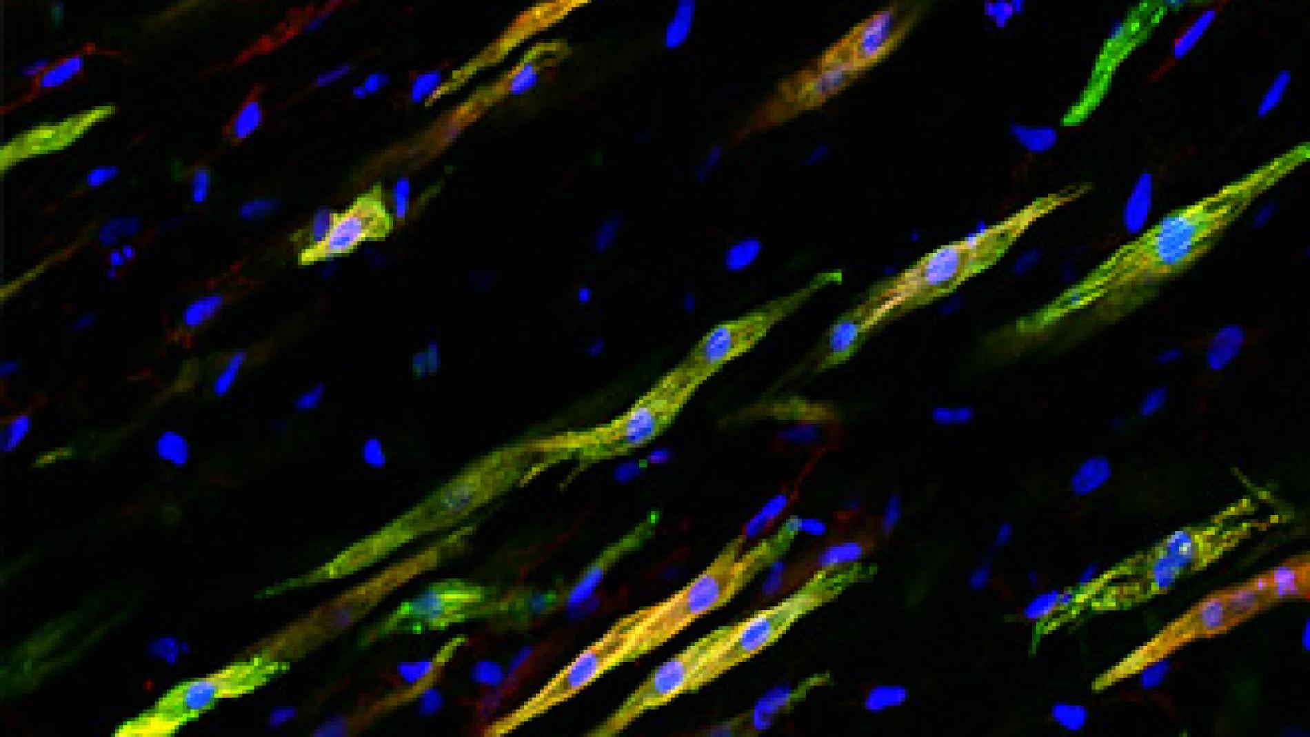 2012_0182_2012_0182_IMATGE