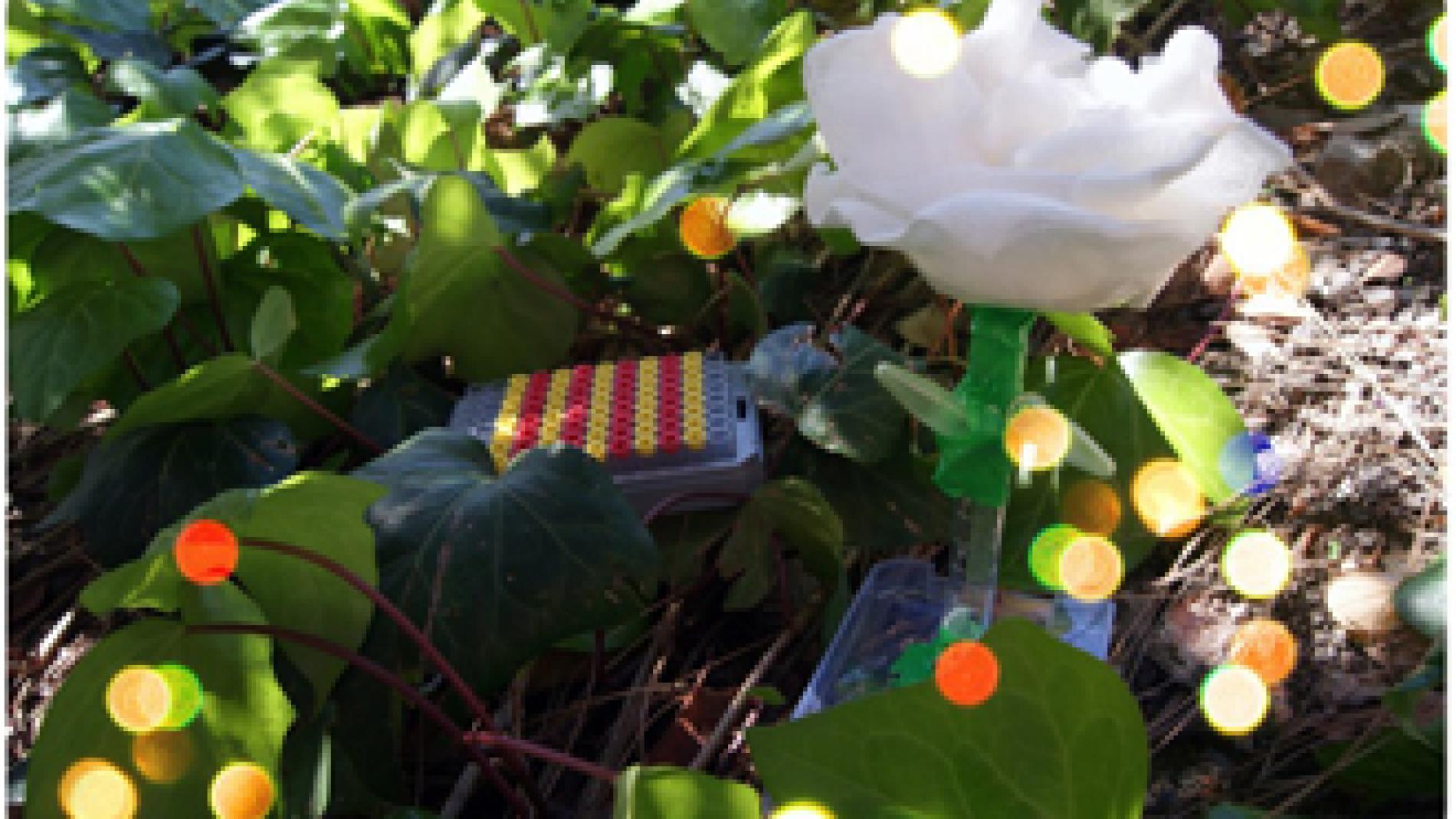 2013_0095_2013_0095_IMATGE