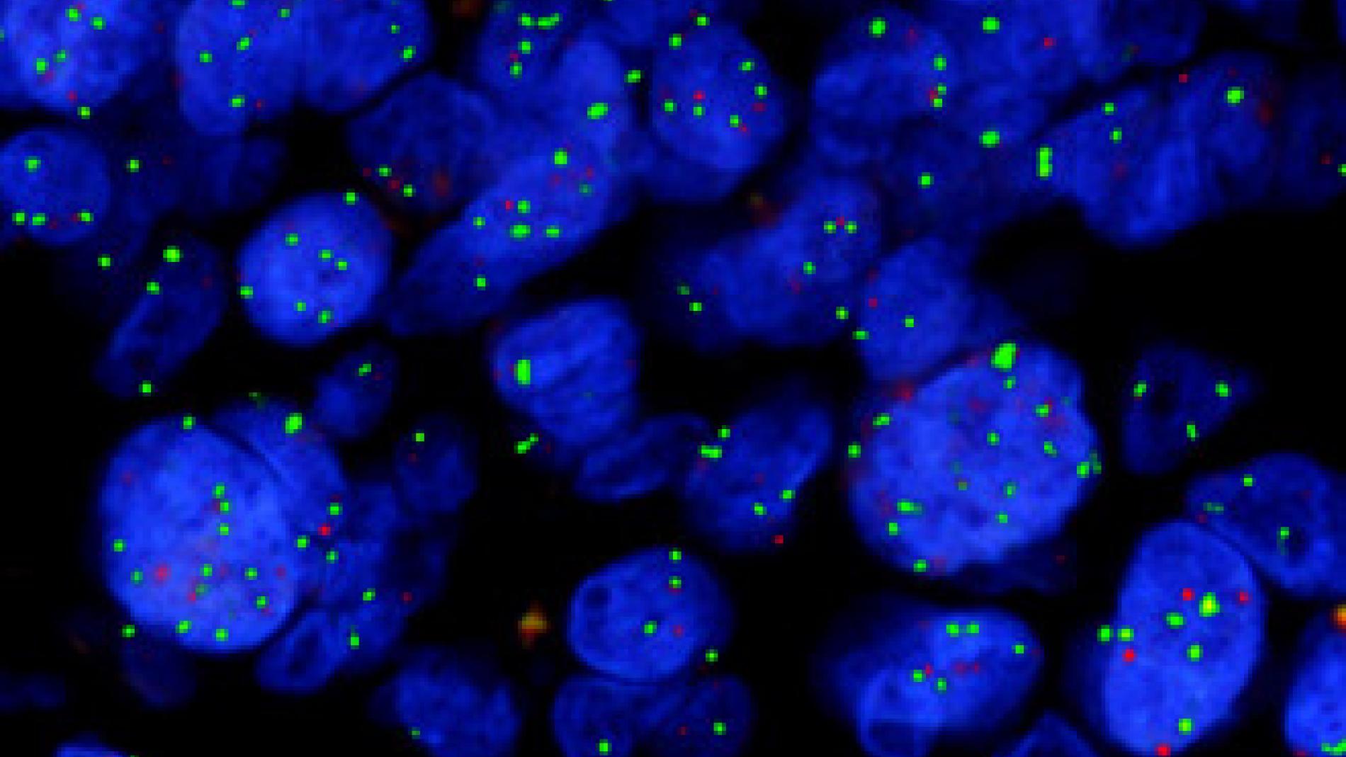 2013_0218_2013_0218_IMATGE