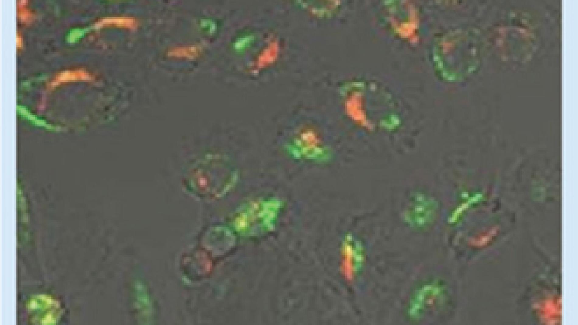 2013_0257_2013_0257_IMATGE