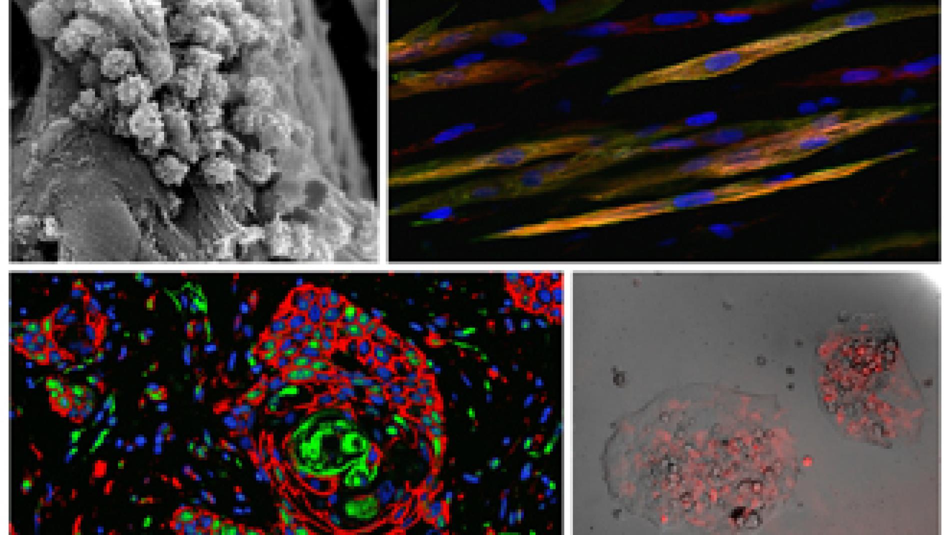 2014_0023_2014_0023_IMATGE