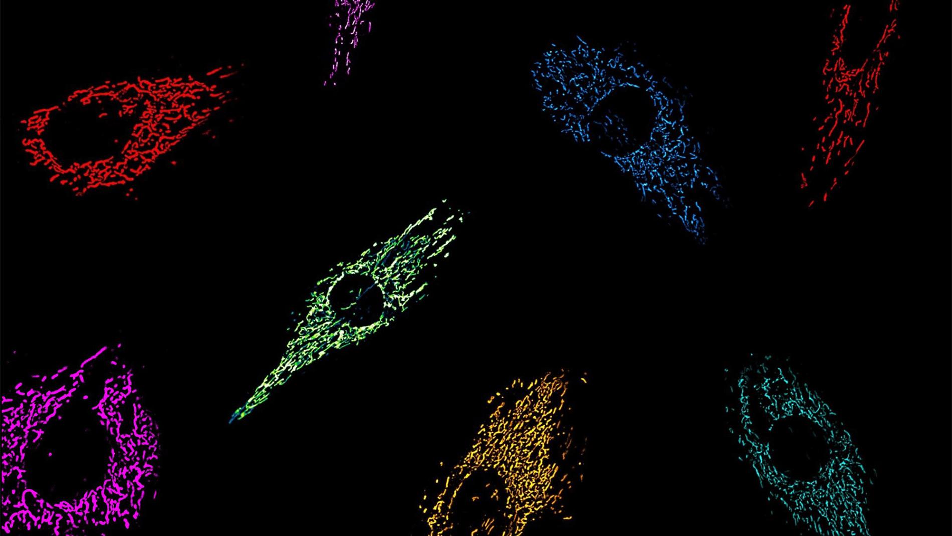 Mitocondris de cèl·lules