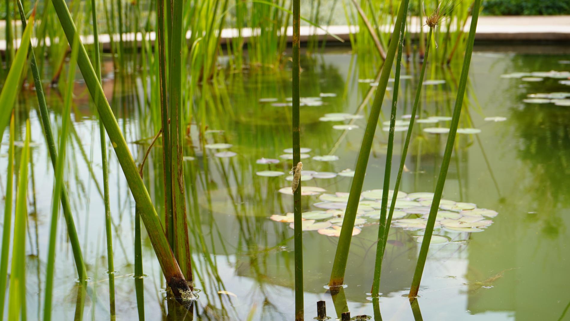 Biodiversitat al VHIR