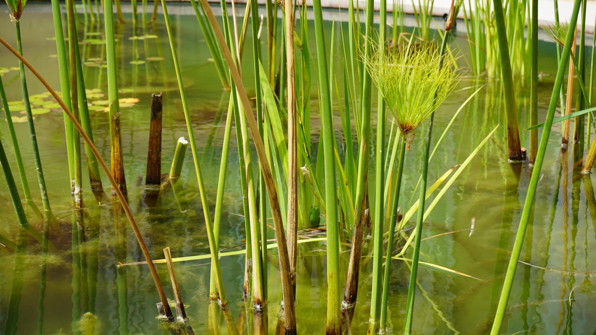 Biodiversitat al VHIR