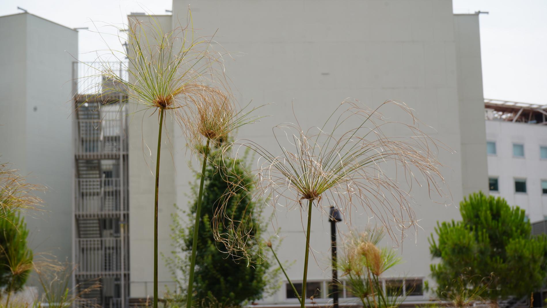 Biodiversitat al VHIR