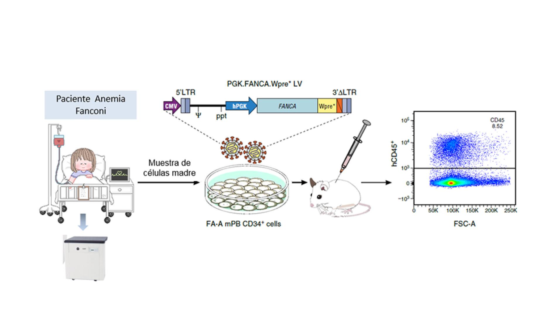 Terapia_genica_Fanconi_884x504