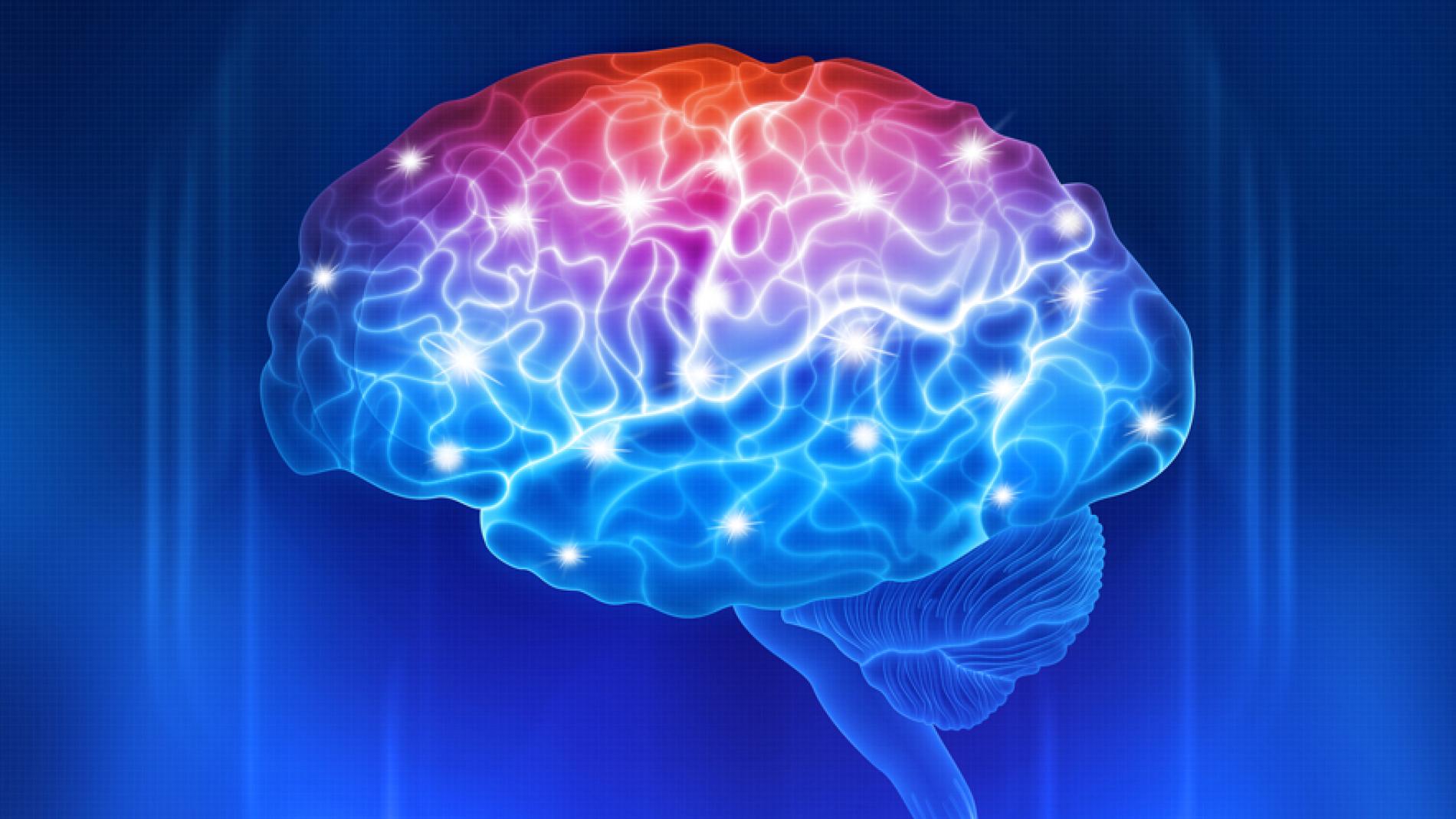 cortex_hipocampo_884