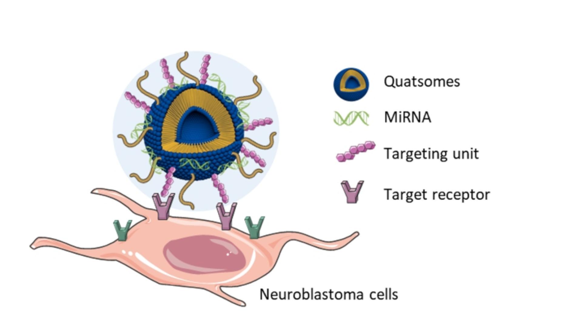 nanoportadorsquatsome_imagen